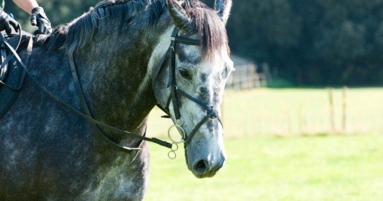 horses & ponies for sale