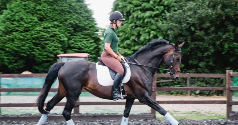 dressage clinic
