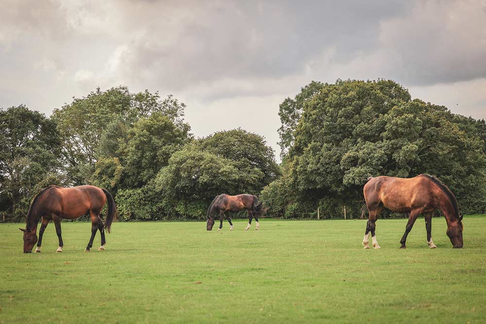 Meet our horses