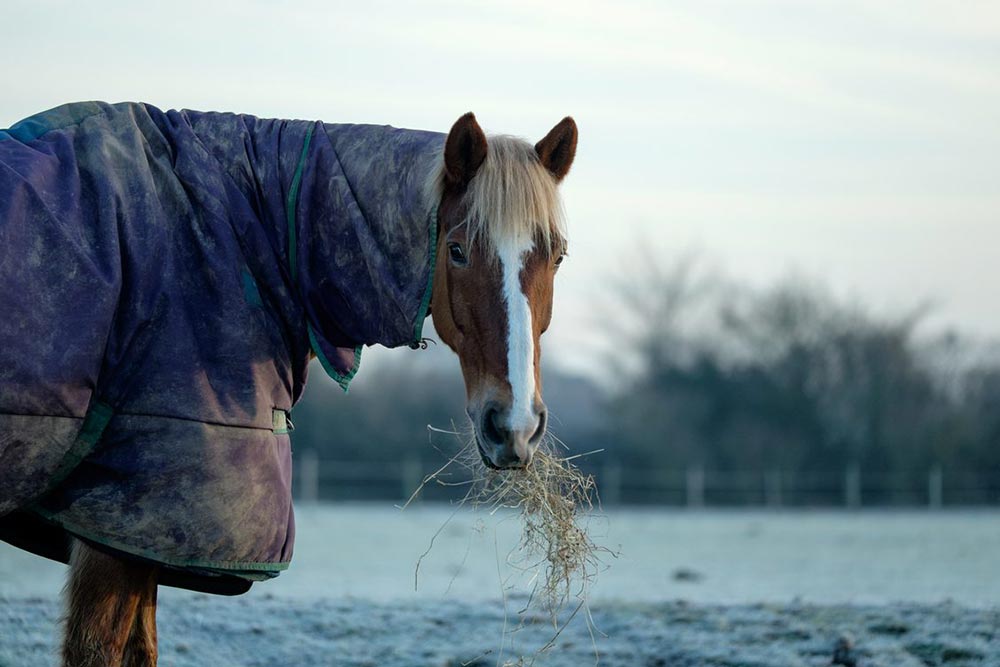 Boots the horse, eating hay in a frosty field