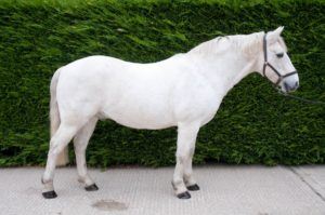 The wonderful Cedric, a 15hh schoolmaster