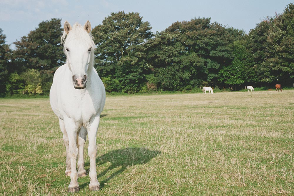 Polo the horse outdoors at Lavant Equestrian, West Sussex