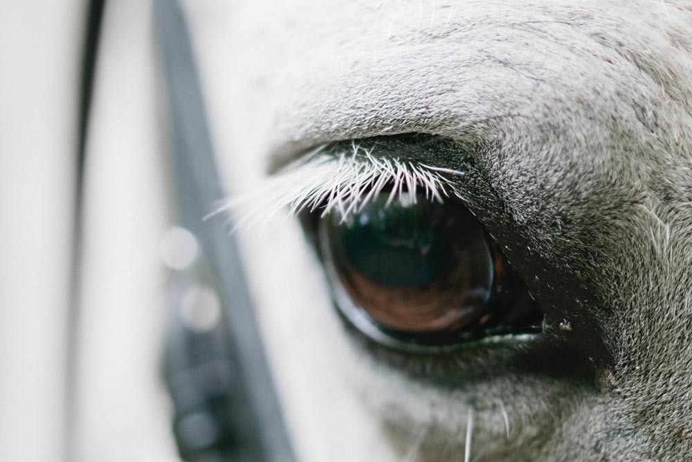 Close-up image of white horse's eye