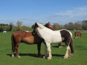 Horses at Lavant Equestrian