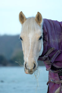 Horse in winter field