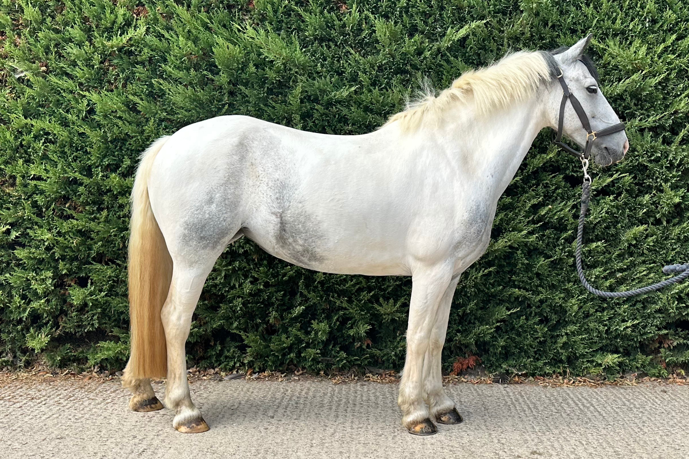 Blue and white pony Bluebell