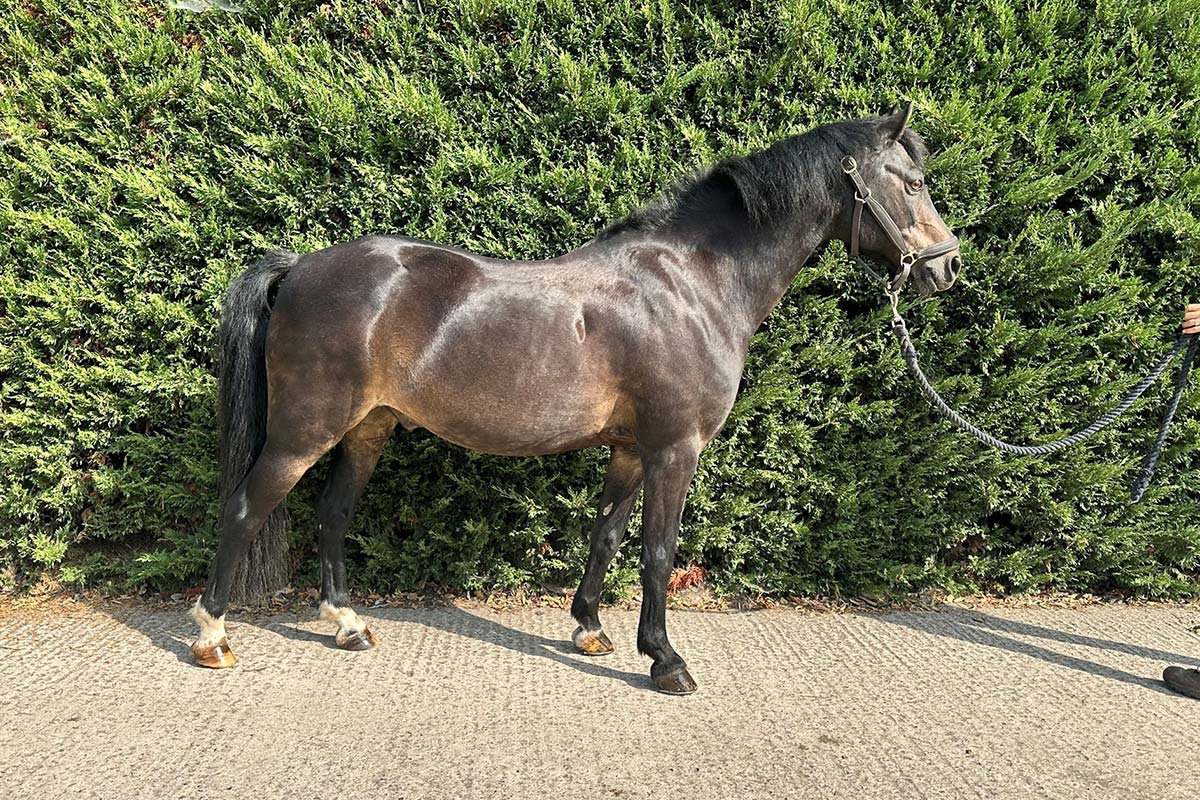 Bounce pony at Lavant Equestrian