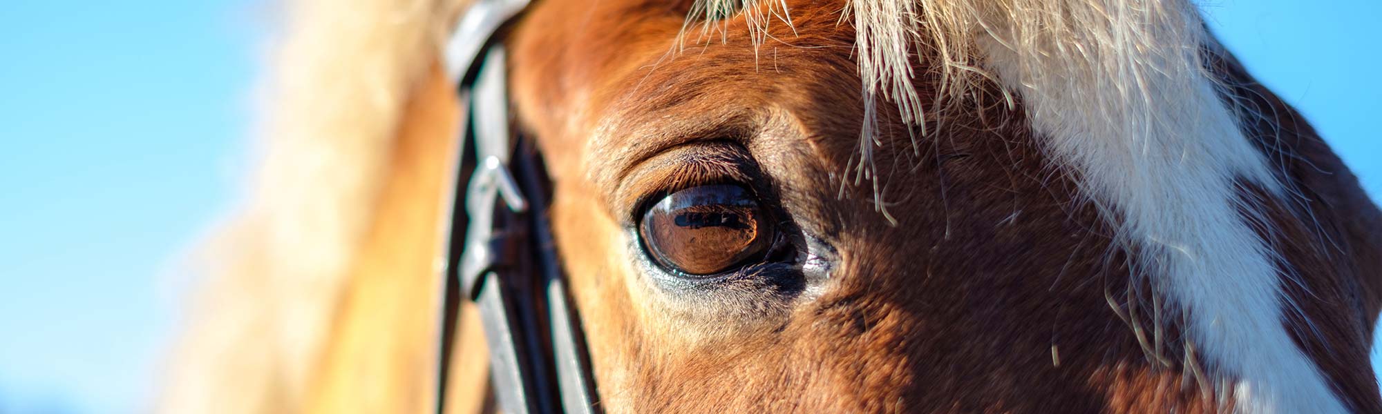 Horse at Lavant Equestrian riding stables