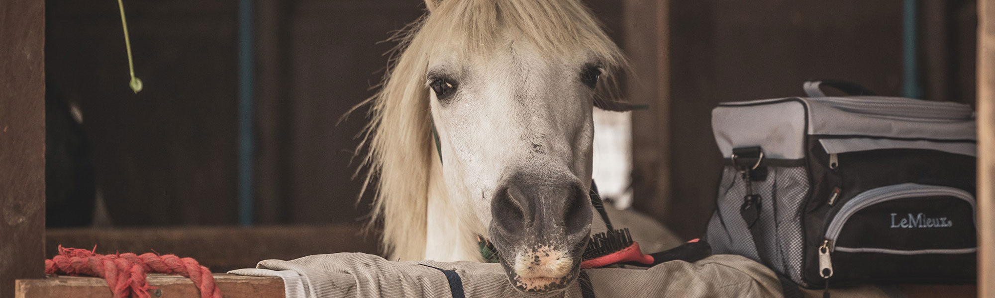 Pony at Lavant Equestrian