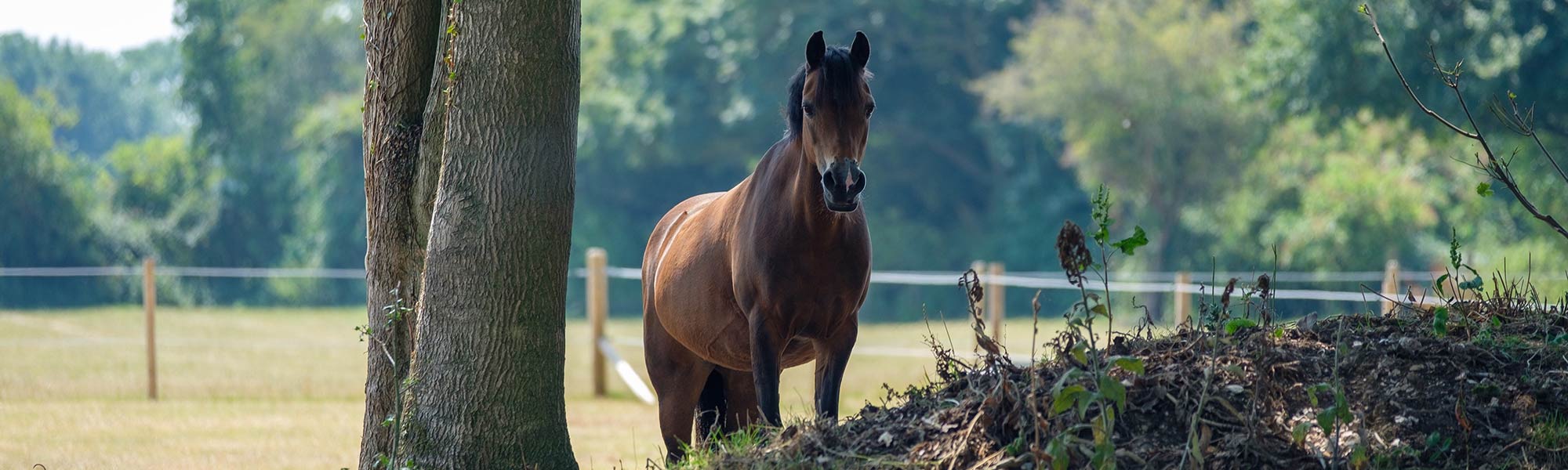 Horse at Lavant Equestrian riding stables